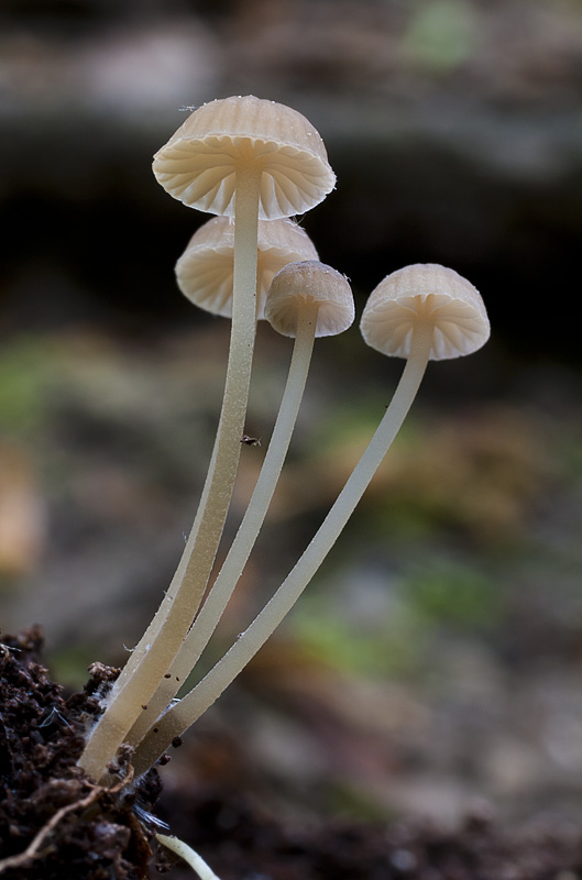 Mycena speirea